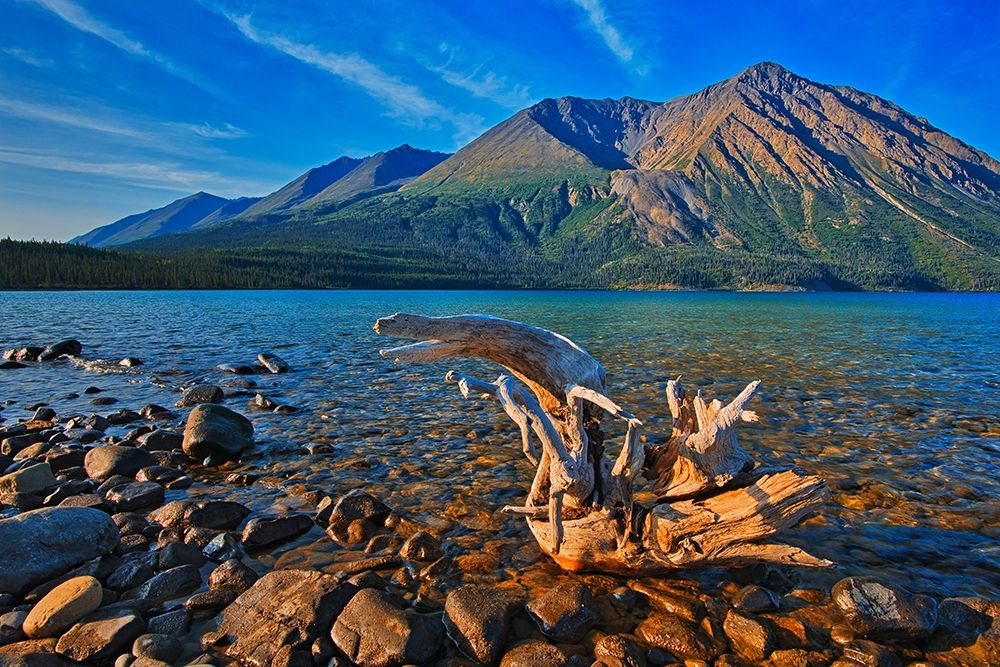 Canada-Yukon-Kluane National Park St Elias Mountains and driftwood on shore of Kathleen Lake art print by Jaynes Gallery for $57.95 CAD